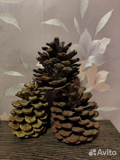 Большие шишки для декора