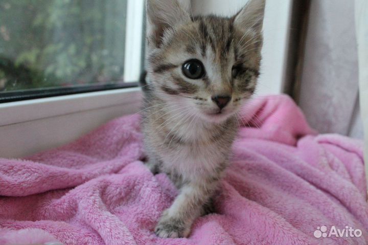 Отдам котят в добрые руки