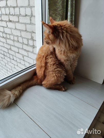 Кот в добрые руки