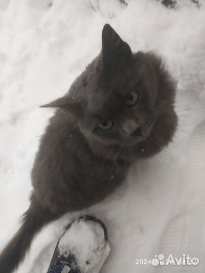 Бездомные коты