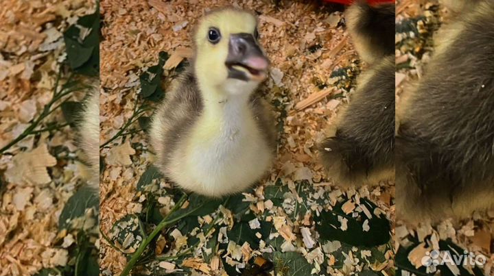 Гусята - Крупный Серый - Линда