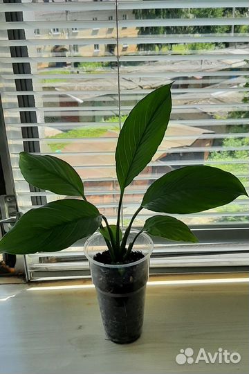 Спатифиллум Шопен/ женское счастье