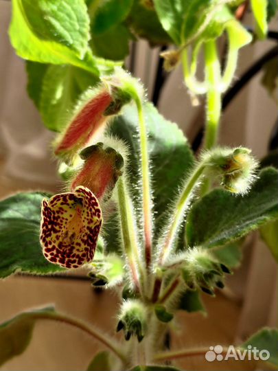 Фиалки,глоксинии