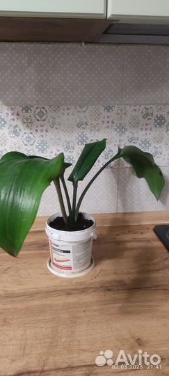 Эухарис амазонская лилия