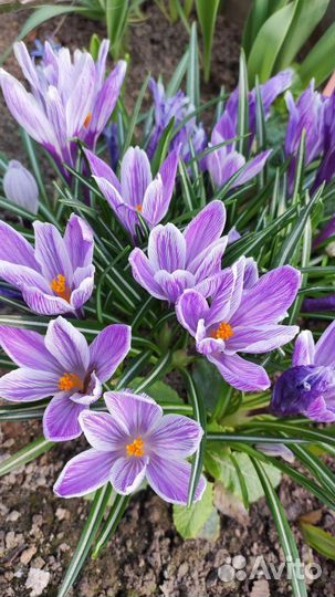 Хоста и примулы