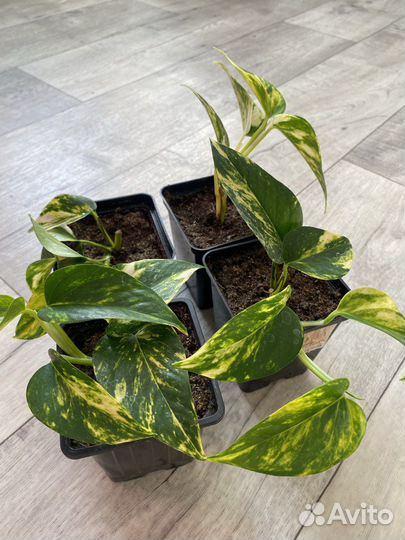 Эпипремнум золотистый/сциндаптус