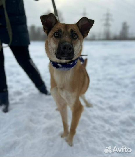 Мелкого Бивиса сдали в приют