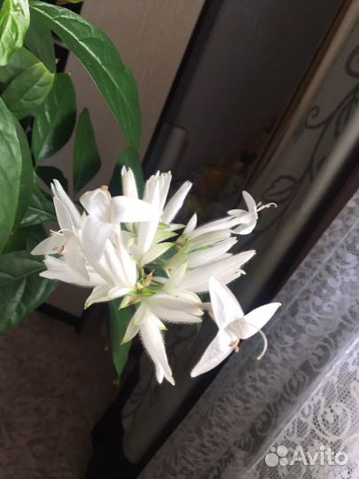 Уайтфельдия