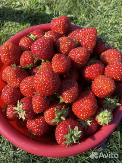 Клубника Байкальская