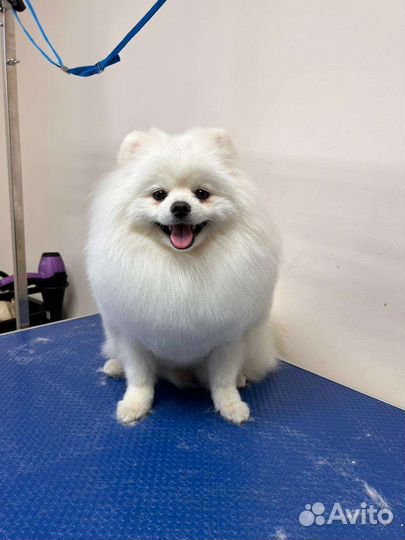 Белый померанский шпиц мальчик