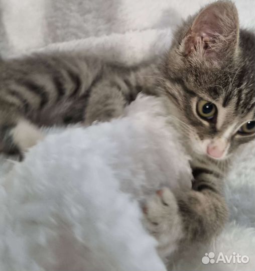 Милейший котёнок