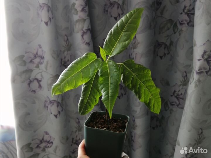 Сортовой Фикус Инфектория, Молочай