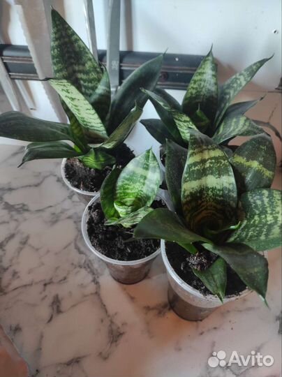 Сансевиерия Ханни