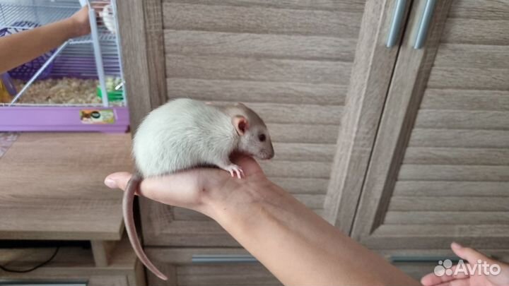 Декоротивные крысята дамбо