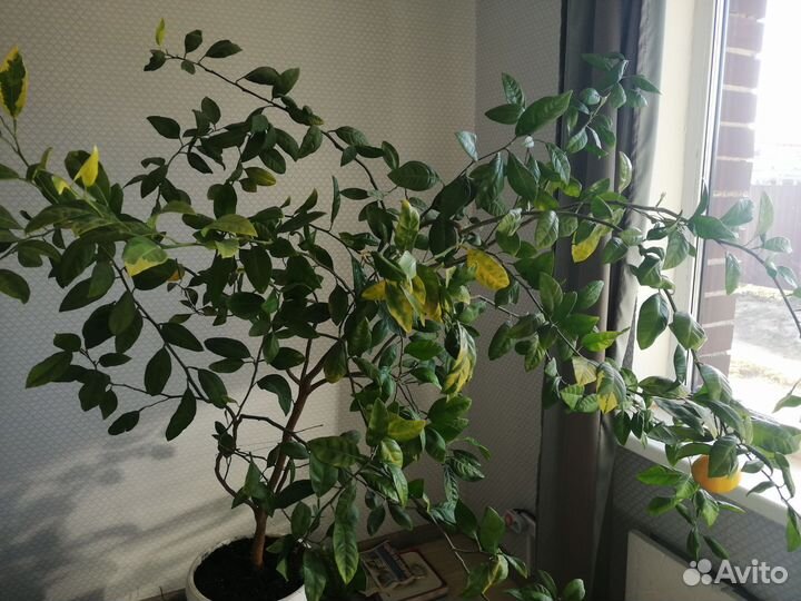 Мандариновое дерево с плодами