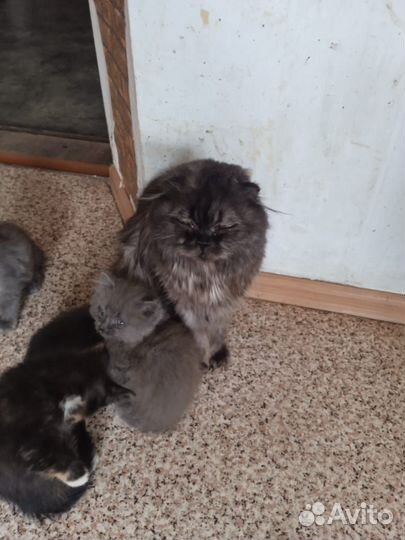 Кошки вислоухие в добрые руки