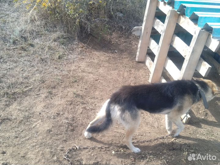 Полу немецкая овчарка