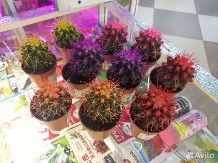 Комнатные растения