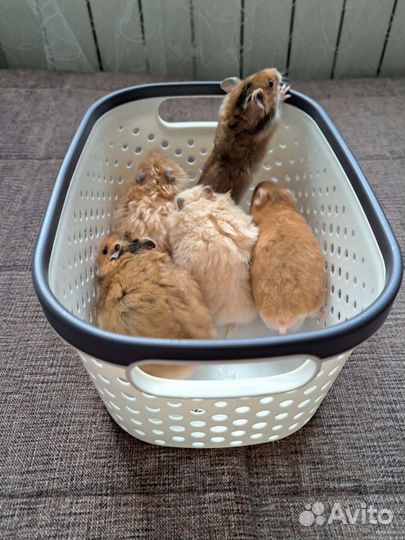 Сирийский хомяк