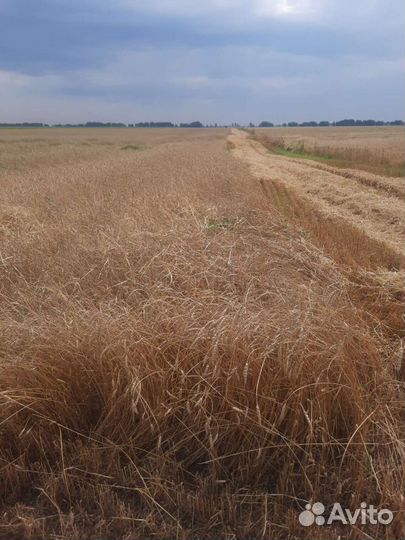 Зерно пшеница ячмень