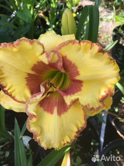 Лилейники сортовые