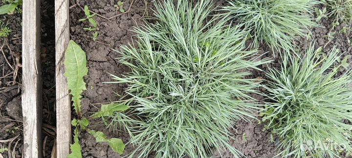 Многолетники: гвоздика, колокольчик