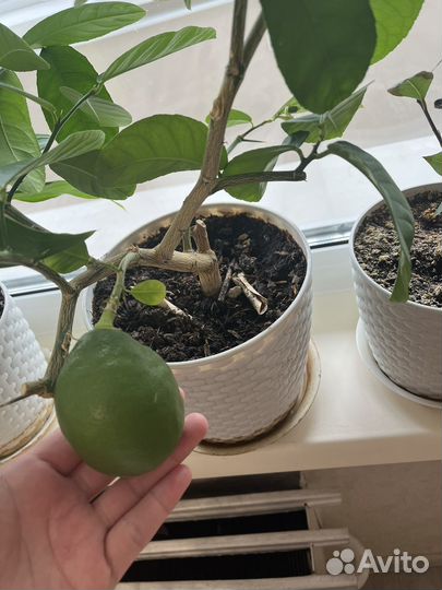 Лимон плодоносящий. Отросток