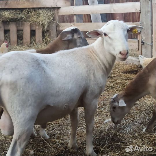 Баран катумской породы