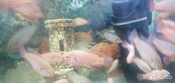 Хромис красавец