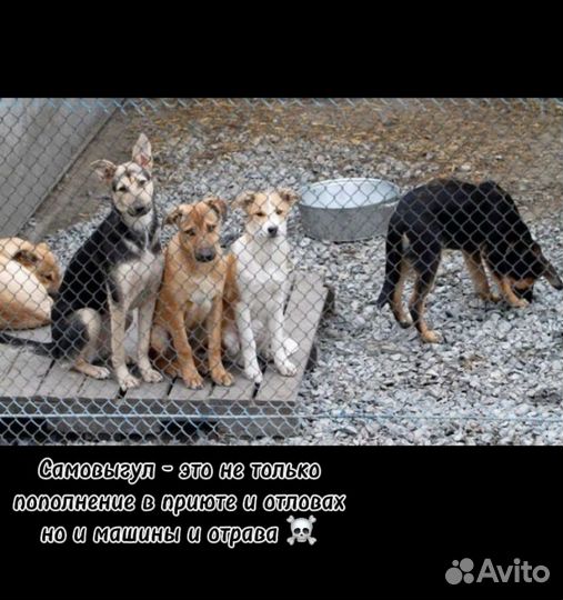 Собак выгул