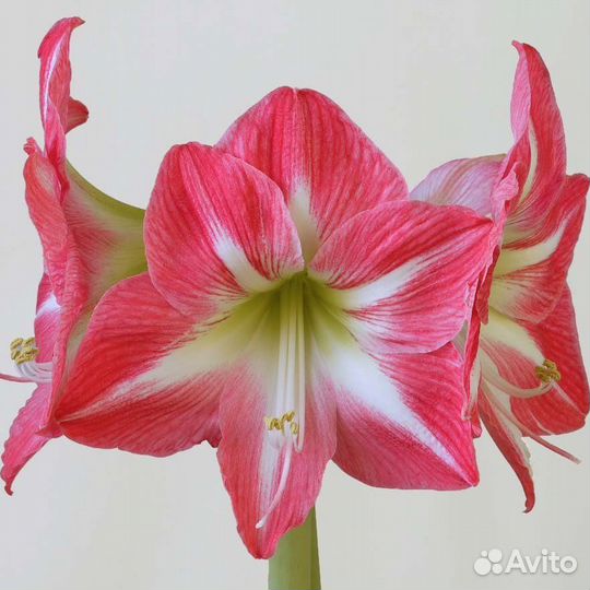 Амариллис Экспожур (луковицы)