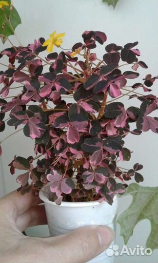 Оксалис вулканический Рlum Crazy. Кислица