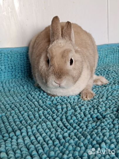 Самец карликового рекса