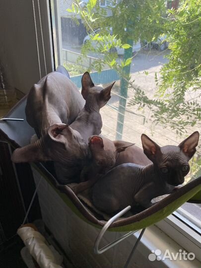 Канадский сфинкс