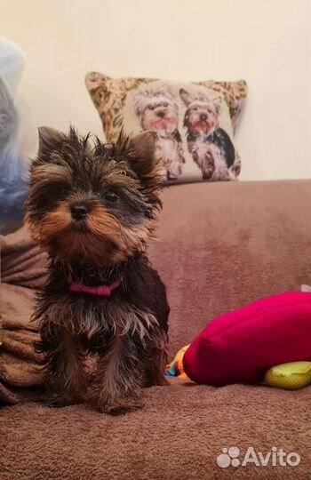 Чудесные иорики мини