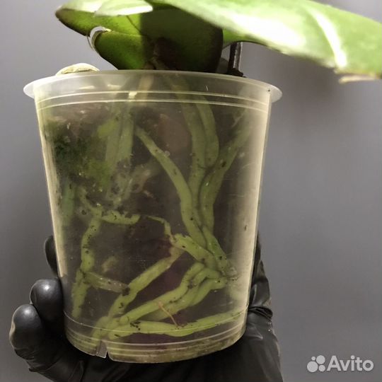 Орхидея фаленопсис