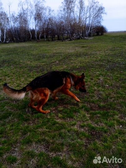 Немецкая овчарка продажа