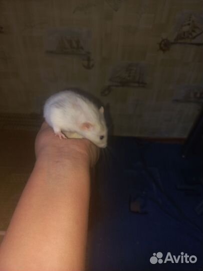 Крысы, хаски