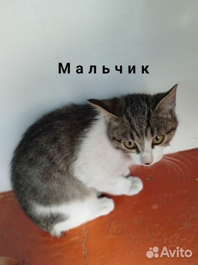 Отдам котят