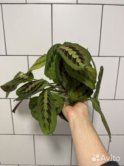 Маранта триколор