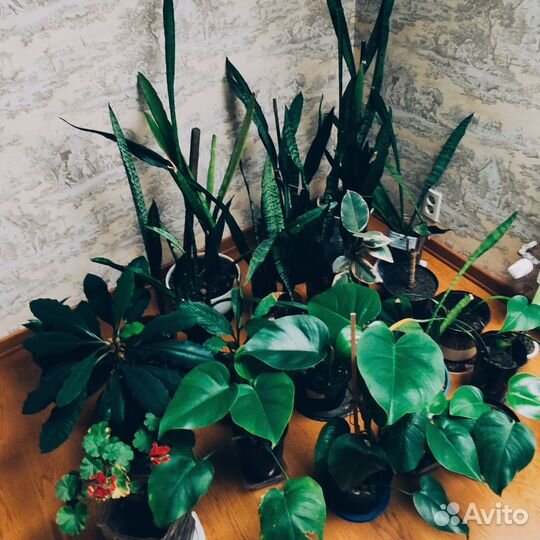 Цветы комнатные