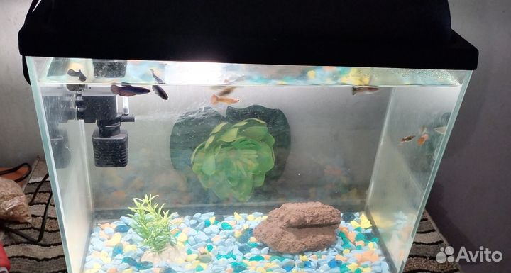 Аквариум с рыбками