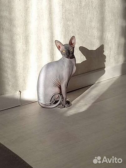 Донской сфинкс