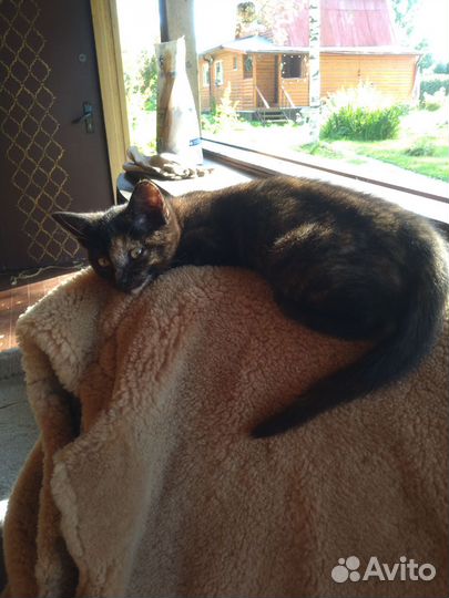 Кошки в добрые руки бесплатно