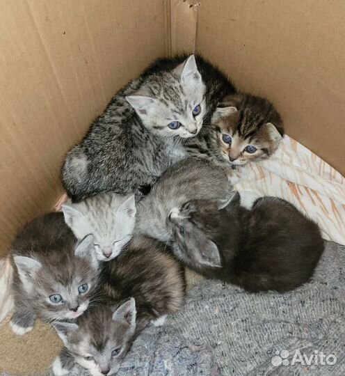 Шотландская