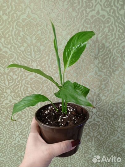 Цветок женское счастье