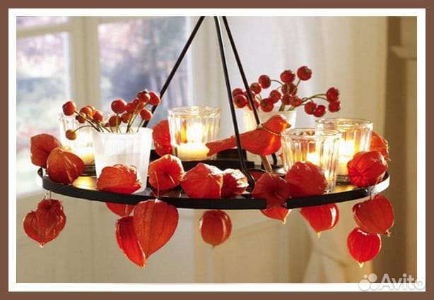 Физалис сухоцвет