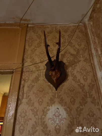 Рога косули на медальоне