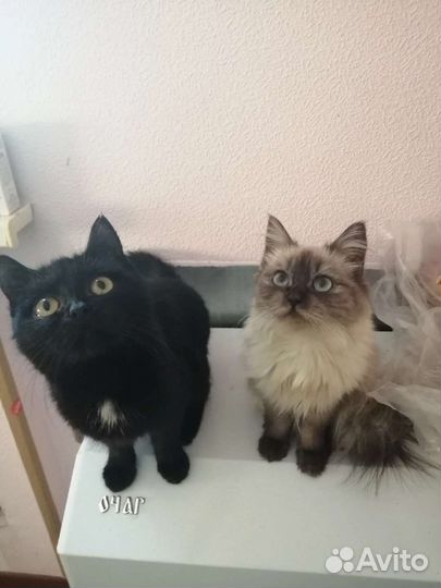 Котята в добрые руки