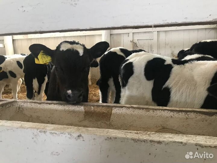 Телята 1-3 мес